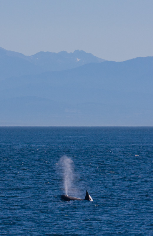 Orca And Olympic Mountains
